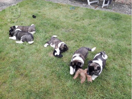 Ιαπωνικά Akita.